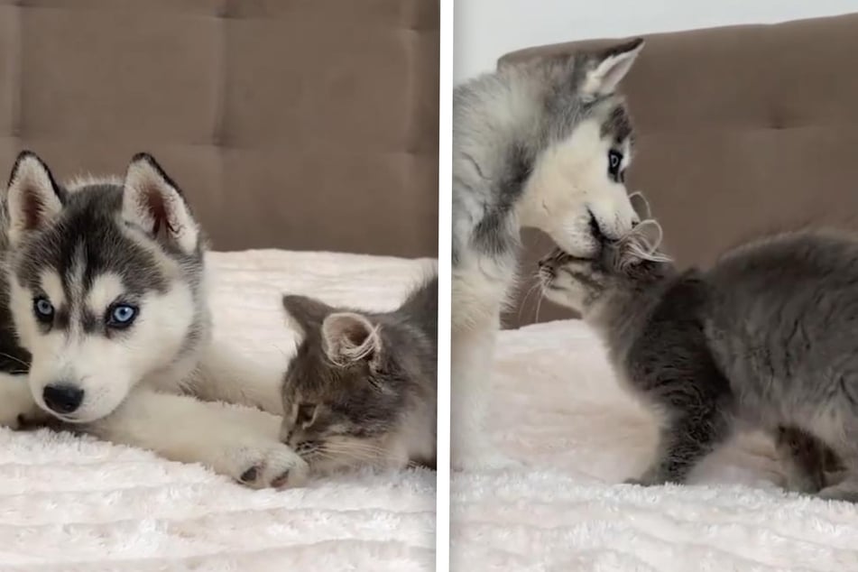 Husky puppy meets kitten for the first time in insanely cute footage