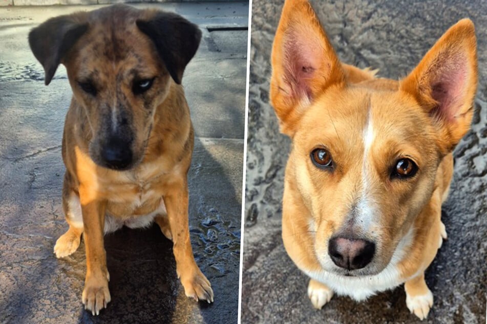 Luna (l.) und Luca haben ihr ganzes bisheriges Leben gemeinsam verbracht. Im Frankfurter Tierheim hofft man deshalb, dass sie zusammen vermittelt werden können.