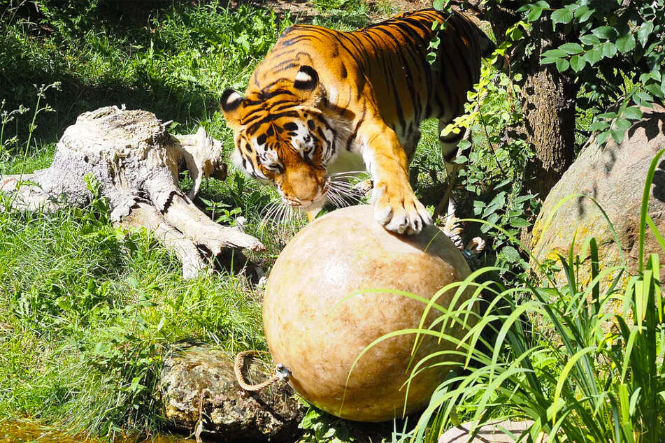 Der hübsche Tigerkater Czar (6) spielt am liebsten mit Bällen, liegt aber auch gern auf der faulen Haut.