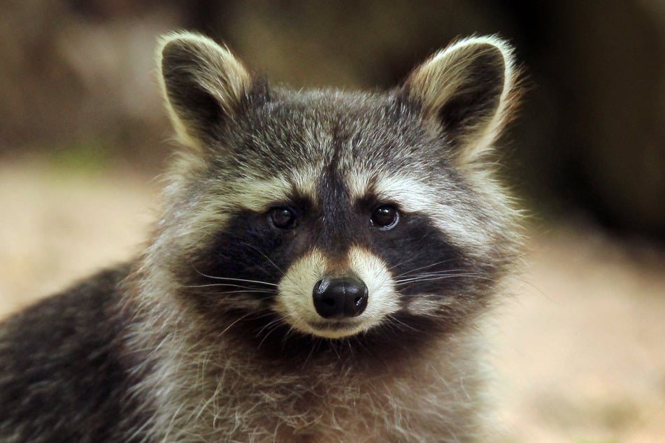 Wie der Waschbär überhaupt in das Haus kam, konnte nicht ermittelt werden. (Symbolbild)