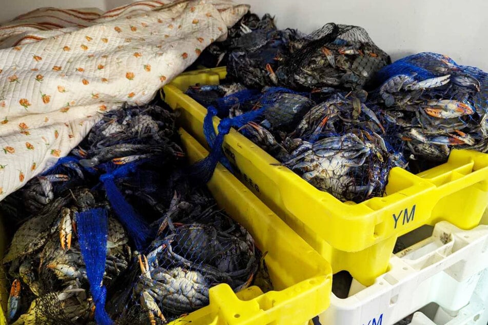 Zoll macht Routinekontrolle und entdeckt mehr als 700 Kilogramm lebende Tiere