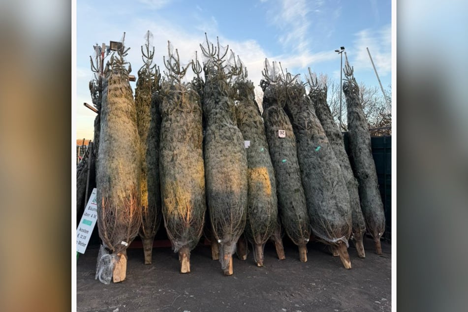 In der Messestadt gibt es Weihnachtsbäume quasi an jeder Ecke zu kaufen.