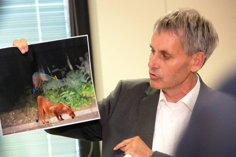 Kleinmachnows Bürgermeister Michael Grubert (63, SPD) hatte bereits am vergangenen Freitag mitgeteilt, dass die Analyse des Videos gegen eine entlaufene Löwin spricht.