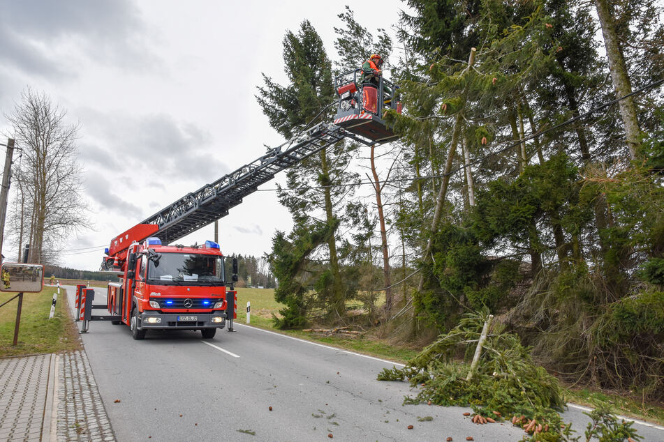 In Stollberg stürzte ein Baum auf eine Telefonleitung. Die Feuerwehr musste anrücken.