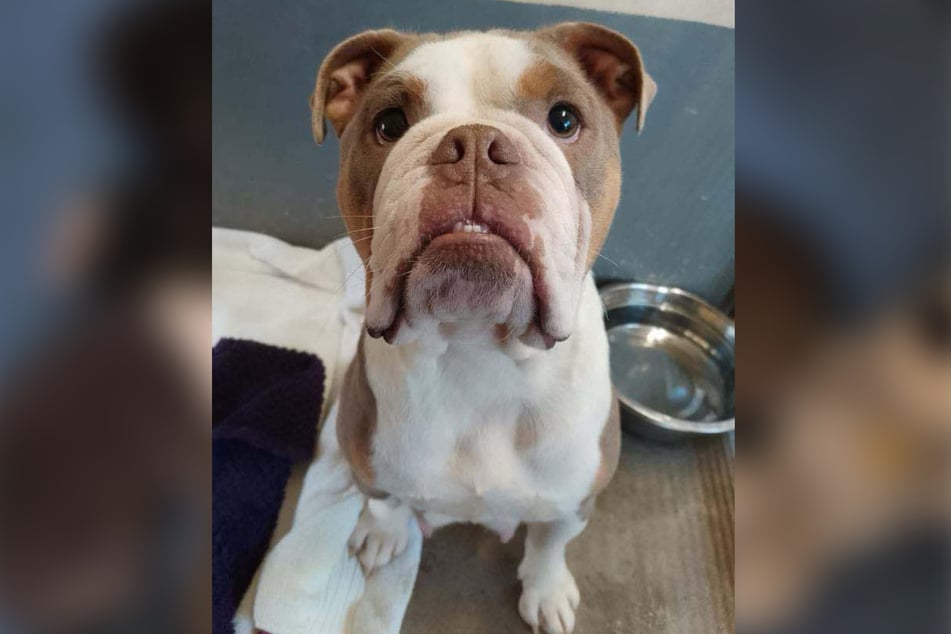 Die Bulldogge Roxy schützte ihre Welpen, während sie von einem Hammer geschlagen wurde.