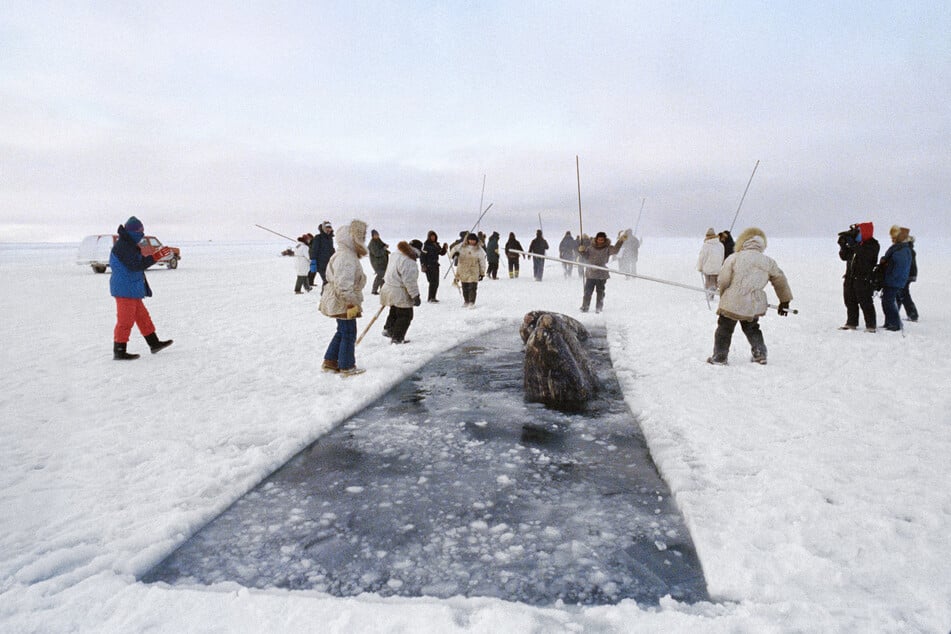 1988 wurden drei Grauwale am Point Barrow in Alaska im Packeis eingeschlossen. Zwei von ihnen konnten befreit werden.