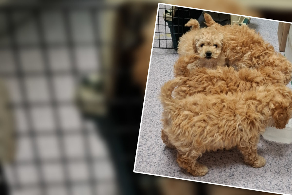 Teils zwischen Gepäckstücken im Kleinbus eingeklemmt: Zoll rettet Hundewelpen
