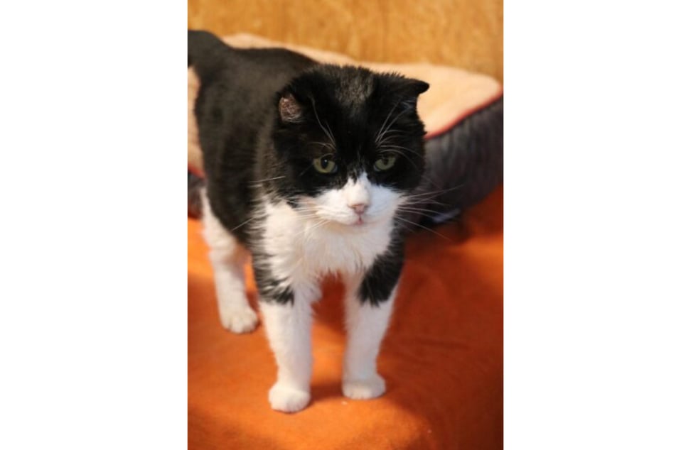 Charles genießt Streicheleinheiten in vollen Zügen.