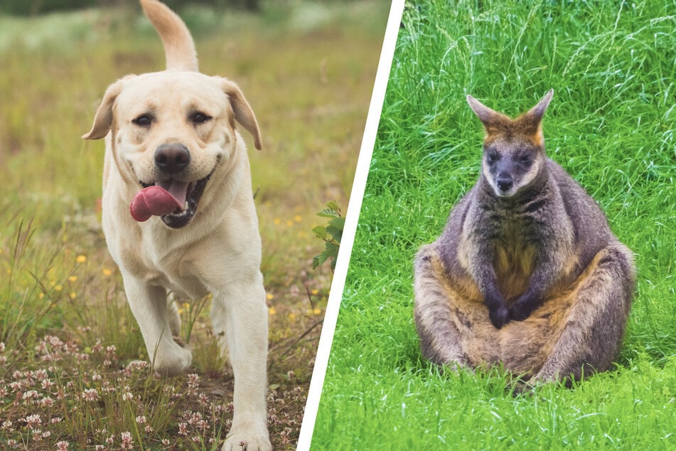 Das Baby-Wallaby Roo hatte bei seiner Flucht anscheinend die Hilfe eines Hundes. (Symbolbild)