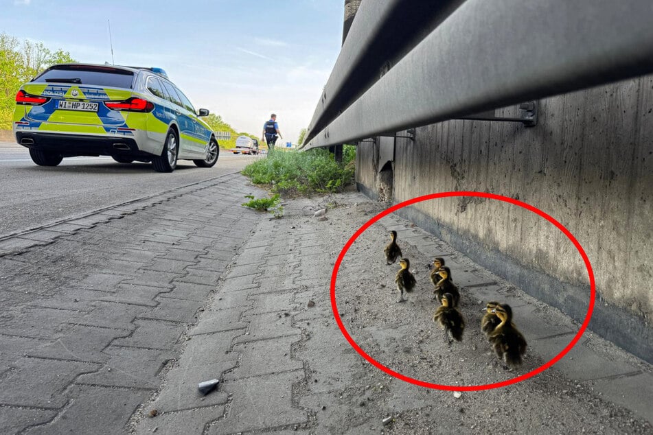 Nach ihrer Rettung wurden die Küken in ein Tierheim in der Nähe gebracht.