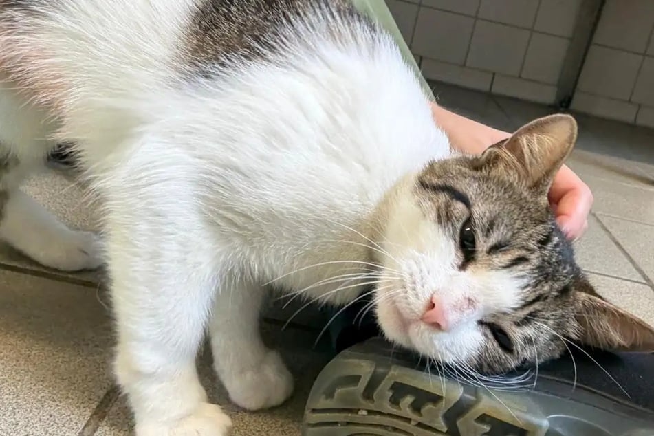 Chatte blessée s'est battue pour revenir à la vie : qui offre un foyer à Song ?