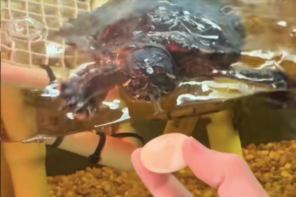 Viele Schildkröten können wegen ihres hormonellen Eisprungs unbefruchtete Eier legen - dazu braucht es nicht unbedingt einen Partner.