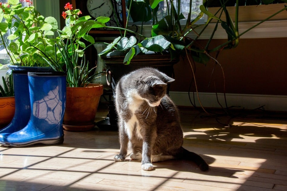 Wenn Katzen ihren Schwanz jagen, dann drehen sie sich im Kreis.