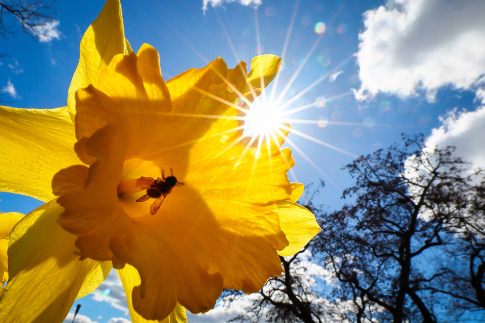 Eine Biene sammelt bei strahlendem Sonnenschein ihren Nektar in der Blüte einer Narzisse.