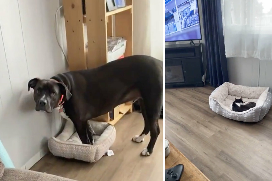 Poor Odin! The dog tries to fit inside a small cat bed (l) after his bed was stolen.