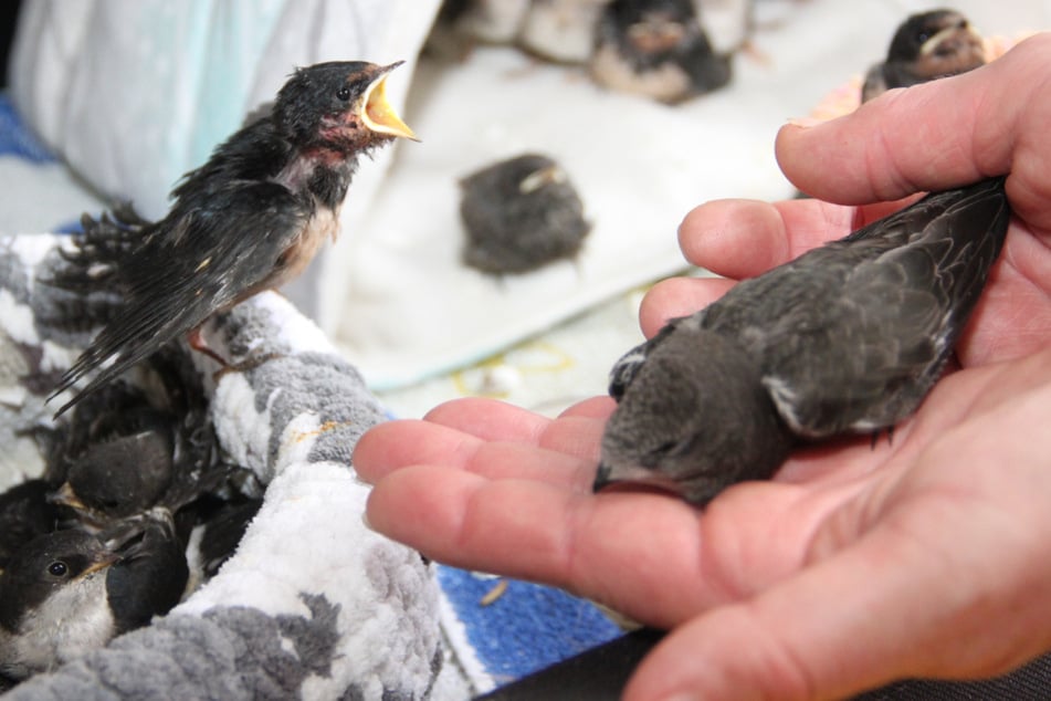 Nach Hitzewelle in Not: Hunderte Vogelküken stürzen in Sachsen aus ihren Nestern
