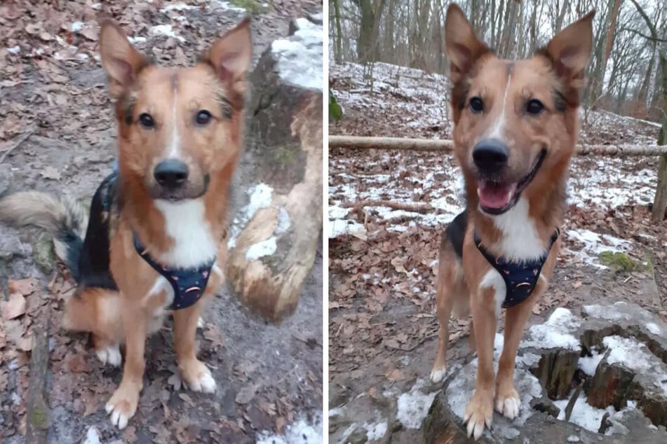 Der intelligente Schäferhund-Collie-Mischling sucht nach erfahrenen Menschen für immer.