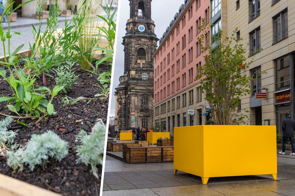 Dresden: Für mehr Grün in Dresdens Altstadt: Hier stehen jetzt gelbe Kübel