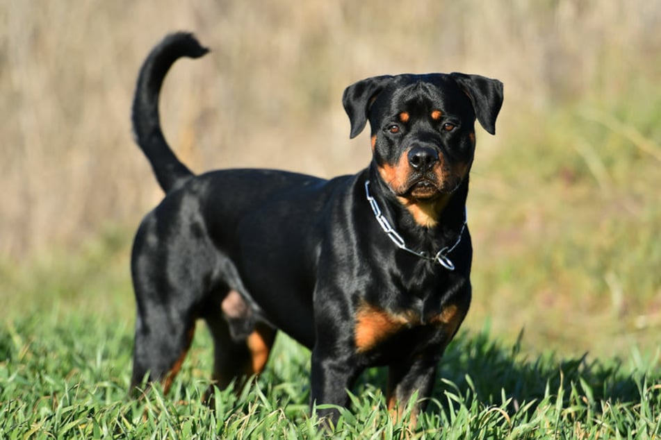 A rottweiler died after being locked in a parked car in the scorching heat (stock image).