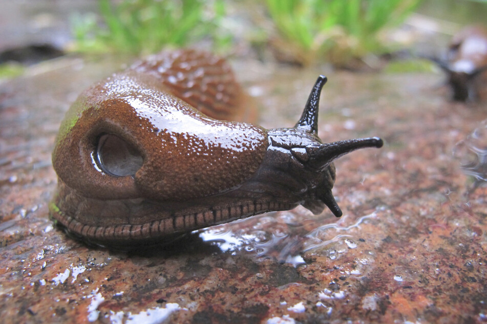 Eine rund acht Zentimeter große Nacktschnecke kriecht im Regen durch einen Garten.