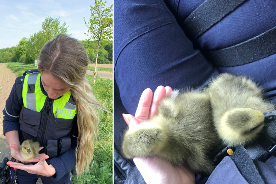 Die Polizei rettete zwei Gänsebabys auf der A4 in Köln.