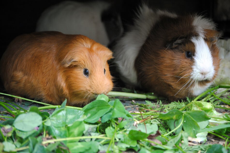 Ausgesetzte Meerschweinchen hielten die Heidelberger Polizei in Atem. (Symbolbild)