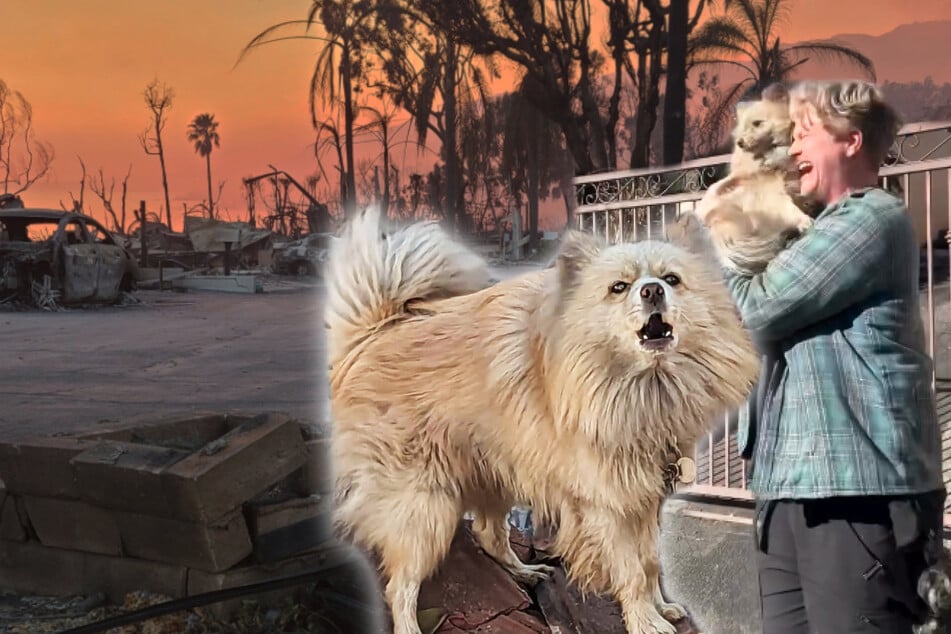 Dog is lost during California fires – the reunion with his owner has everyone sobbing