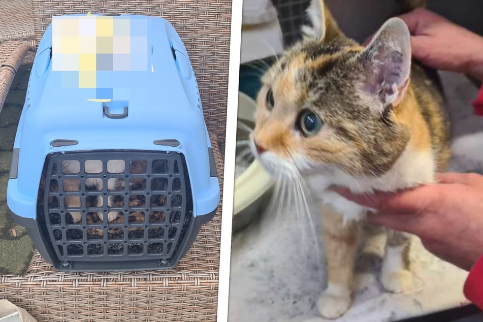 Verängstigte Katze herzlos ausgesetzt: Rechtfertigung des Besitzers sorgt für Entsetzen