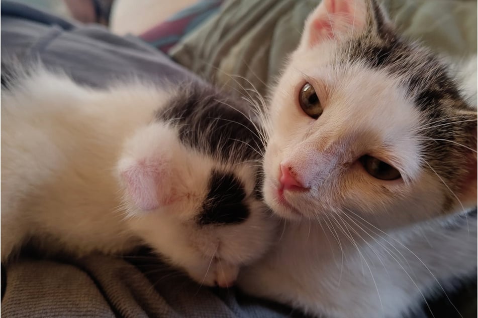Die beiden süßen Kitten kamen leider in einem denkbar schlechten Zustand zu den Tierschützern des Vereins "Babyklappe für hilfesuchende und verwaiste Welpen und Kitten".