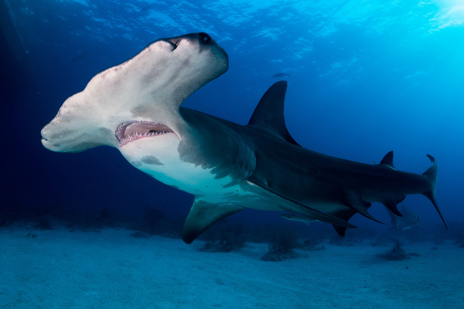 The hammerhead head got up close and personal with Malea Tribber.