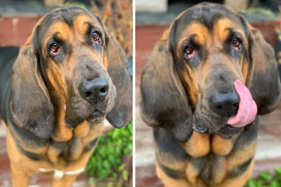 Bloodhound Fima muss die Fehler seiner Zweibeiner ausbaden: Das tut der Hund nun
