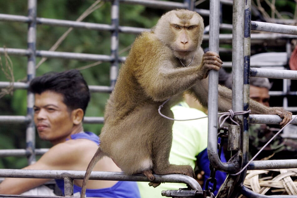 Ein Affe sitzt auf einer mit Kokosnüssen beladenen Ladefläche eines Transporters. (Archivbild)