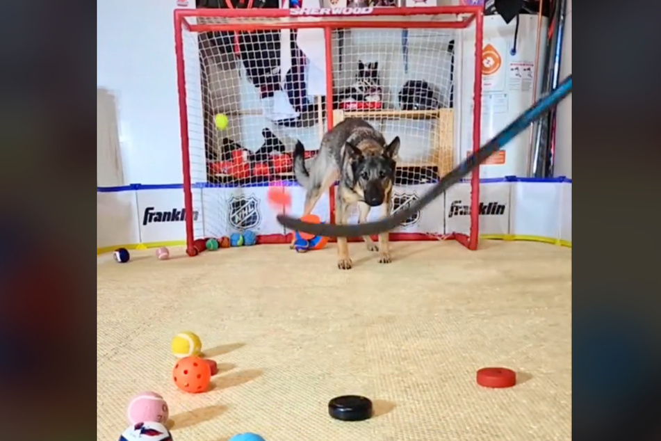 Maggie's determination and focus is clear. She is going to stop that black puck.