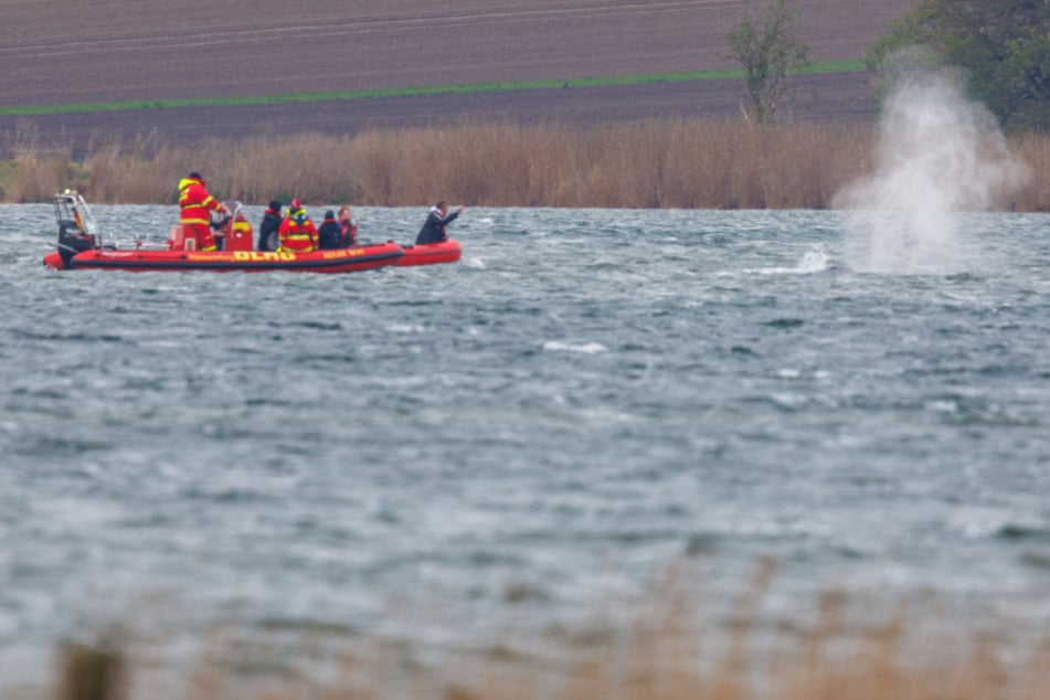 Der Wal hat den Kurs gewechselt und schwimmt nun in die richtige Richtung. Mehrere DLRG-Boote begleiten ihn eng.