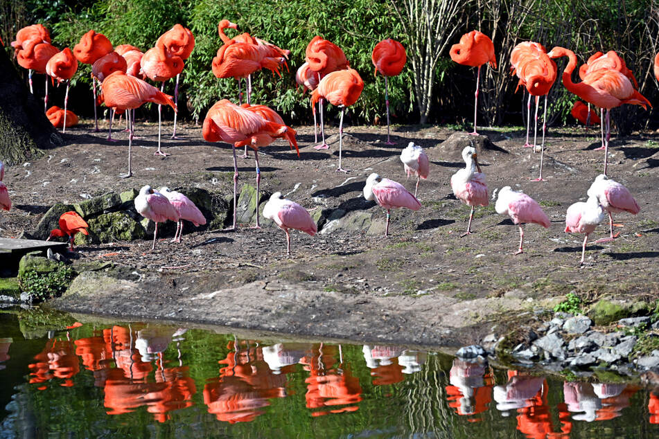 Harmonisch: Flamingos und Rosalöffler teilen sich ein Gehege.
