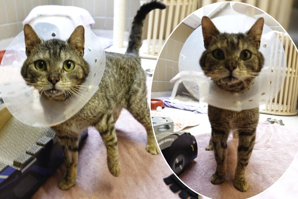 Kater Odo kam schwer verletzt in das Tierheim "Wau-Mau-Insel" in Kassel.