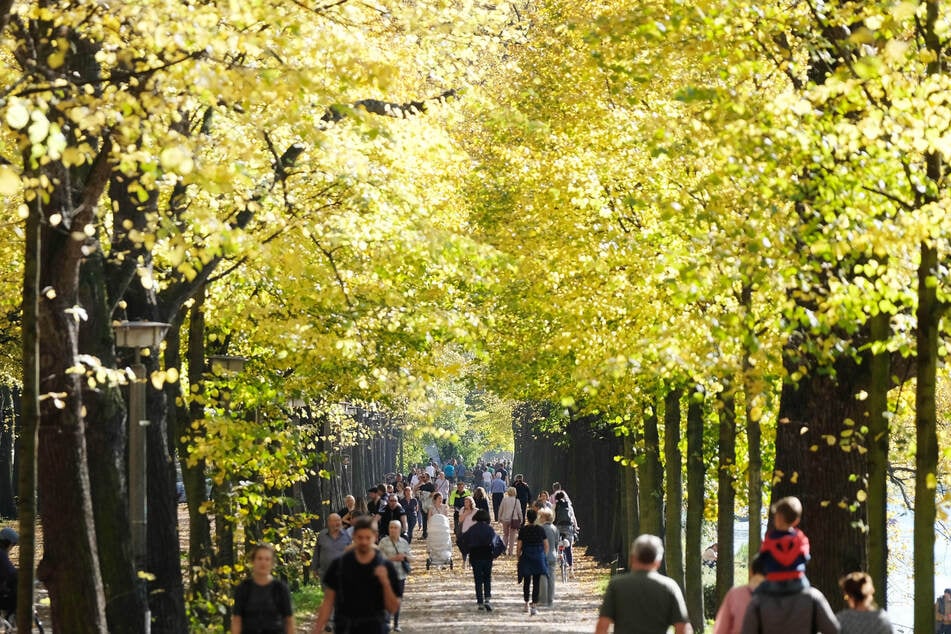 Buntes Laub, gute Laune: Das schöne Wetter lädt zum Spazierengehen ein.