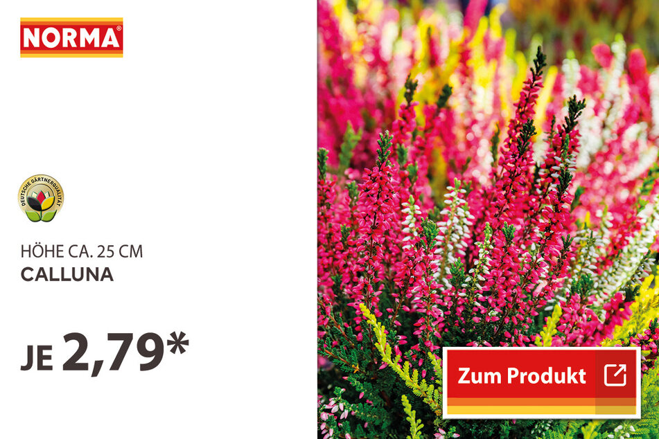 Calluna für 2,79 Euro