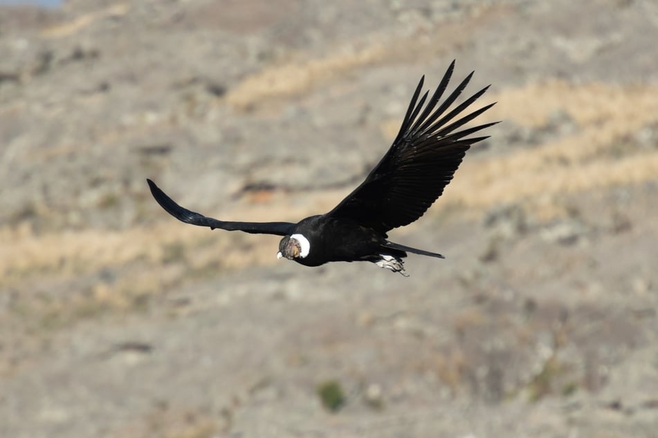 The Andean condor is the biggest bird of prey in the world.
