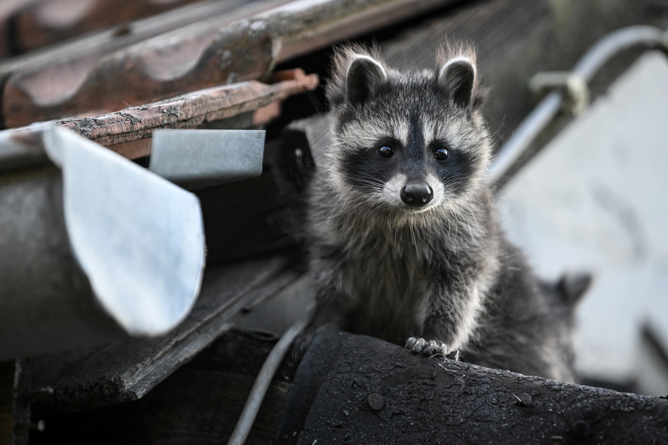 Der Waschbär sieht süß aus, doch er hat es faustdick hinter den Ohren.