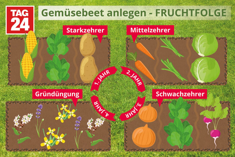 Gemüsebeet mit Fruchtfolge anlegen: Ideen und Beispiele für mögliche Gemüsekombinationen.