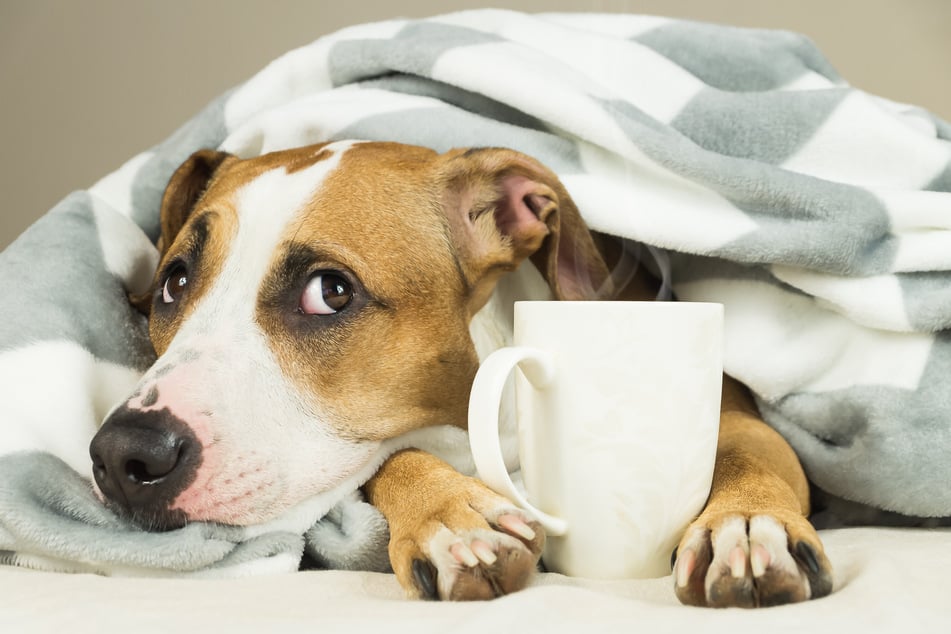 Kamillentee kann Hunden helfen, wenn sie sich unwohl fühlen.