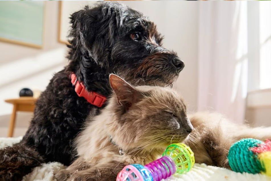 Here's why pet parents are rushing to get these offers at Chewy