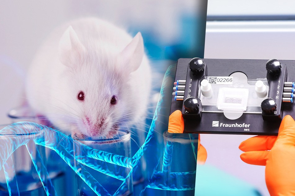 Dresden: Chips statt Mäuse und Ratten: Neue Mikrosysteme gegen Tierversuche