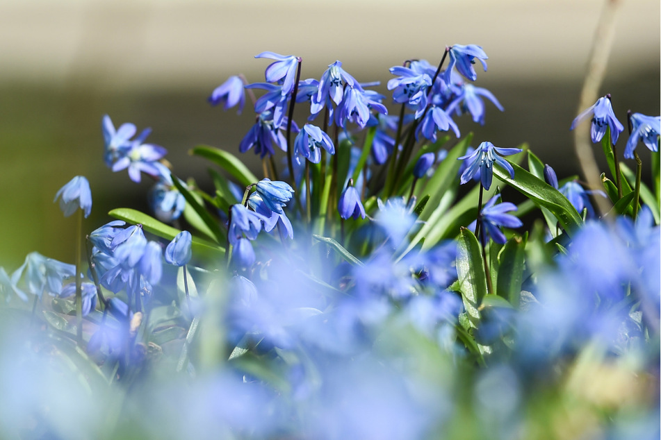 Blausterne blühen in Berlin am Wegesrand.