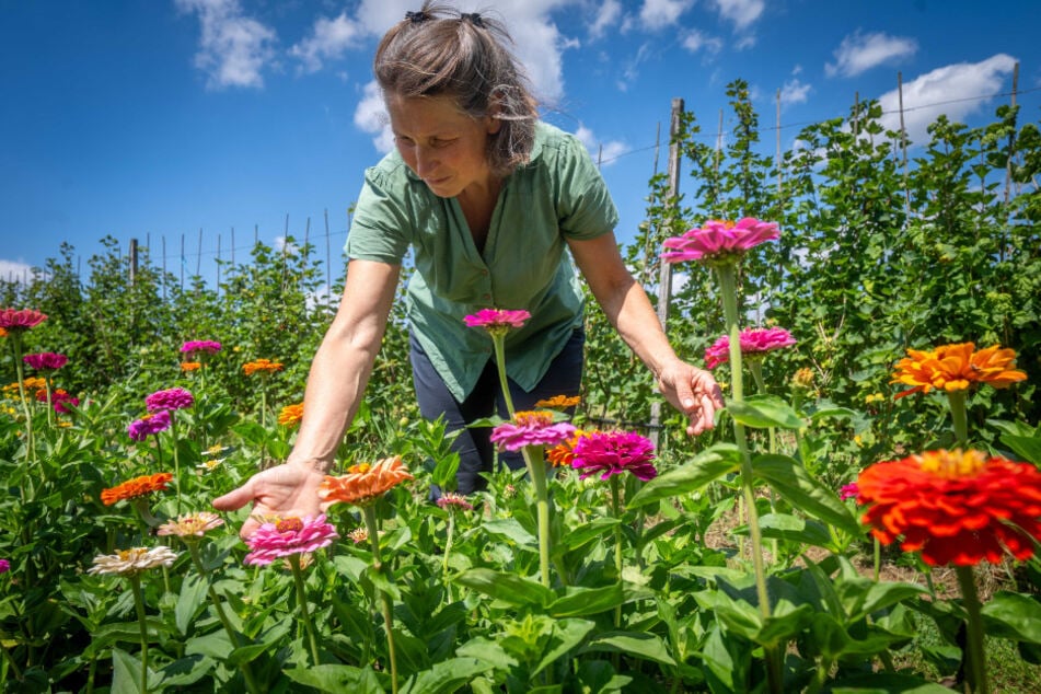 Neben verschiedenen Beerensorten gibt es auch Schnittblumen zum Selberpflücken.