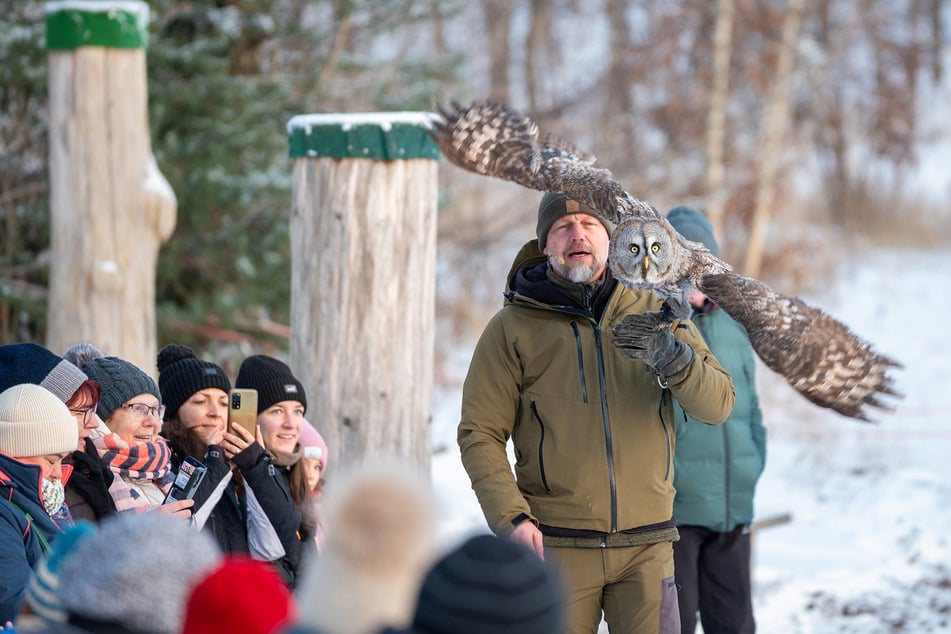 Falkner Hans-Peter Herrmann präsentiert eine Eule im lautlosen Flug - nur wenige Meter über den Köpfen der Besucher.