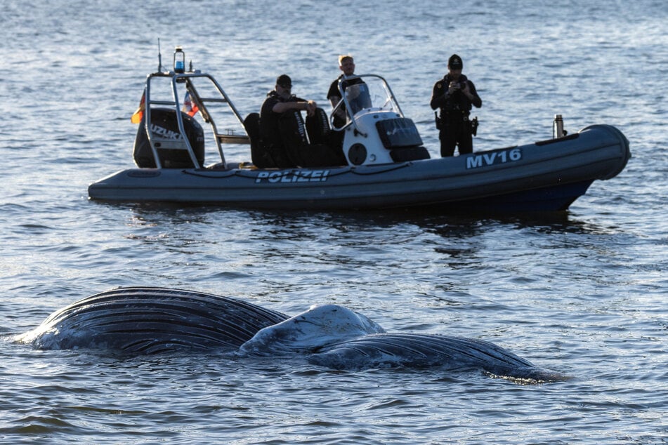 Das Tier wurde ohne Lebenszeichen im Greifswalder Bodden entdeckt.