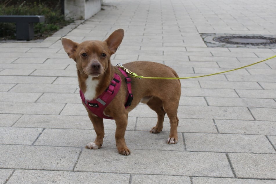 Mikey hat in seinem Leben noch nicht viel kennengelernt. Wer zeigt ihm die Welt?