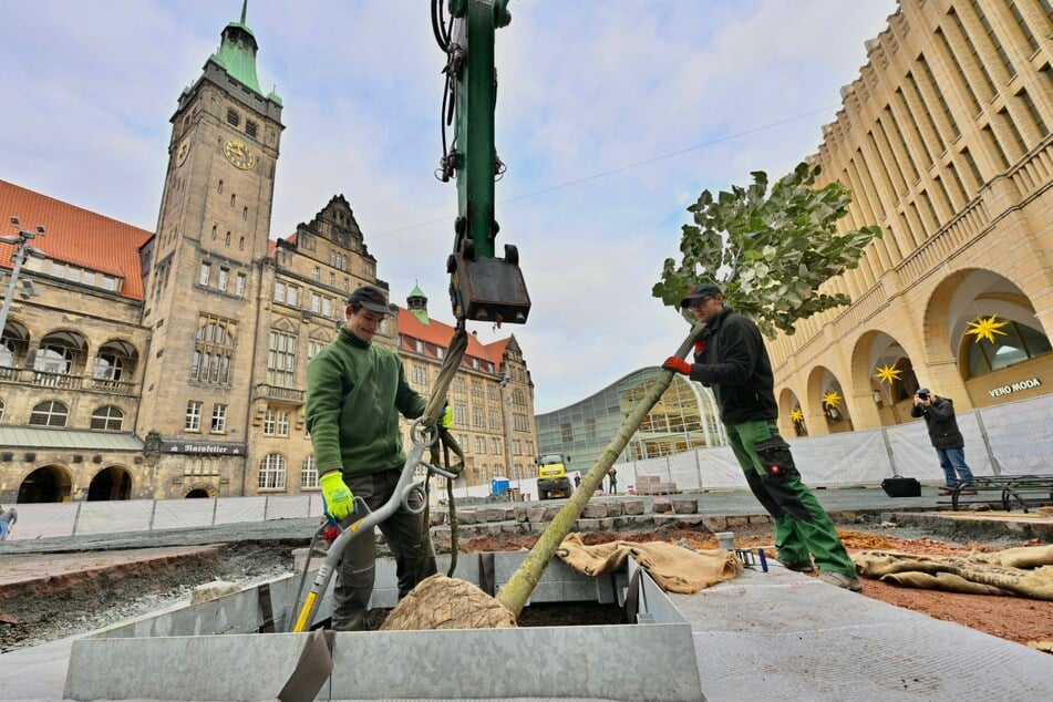 Die Silberlinde wird am Freitag auf dem Chemnitzer Markt gepflanzt.